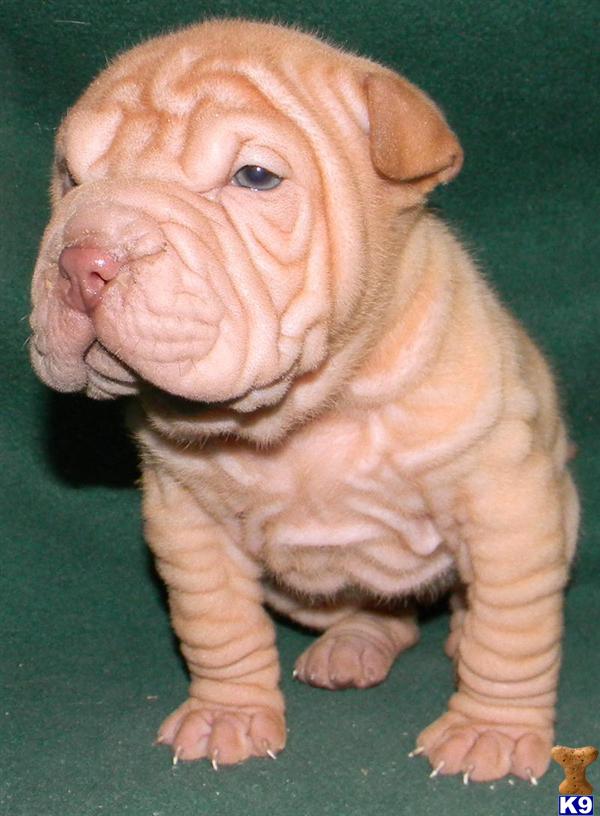 Chinese Shar-Pei Puppies
